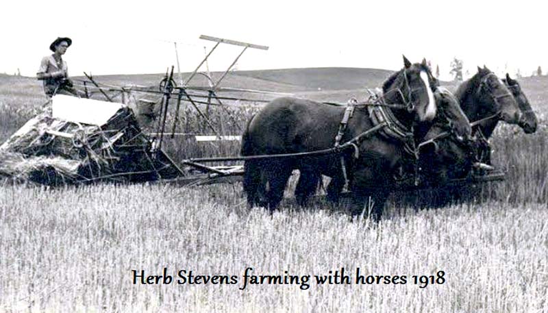 herb-stevens-farming-with-horses-1918histsoc